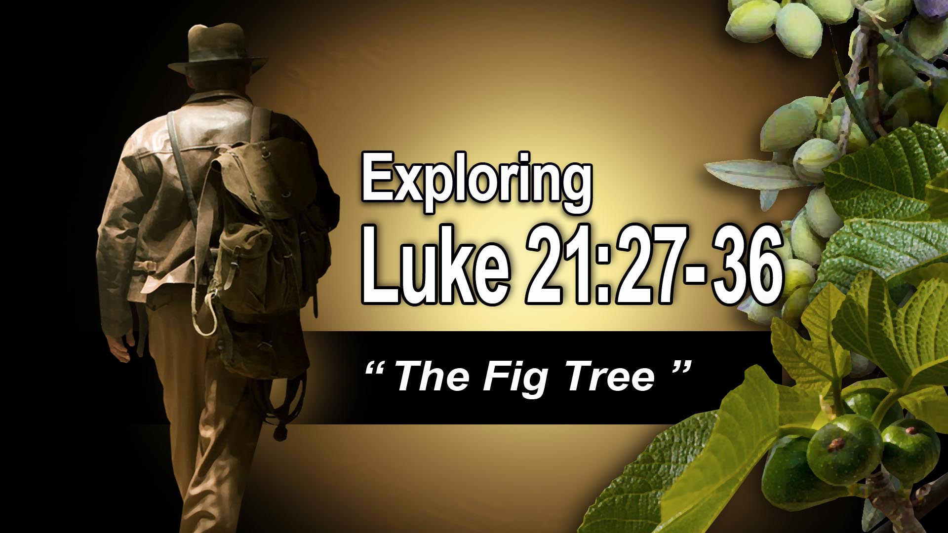 1 FigTree