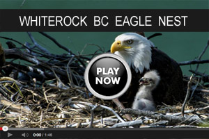 WhiterockNest41 video